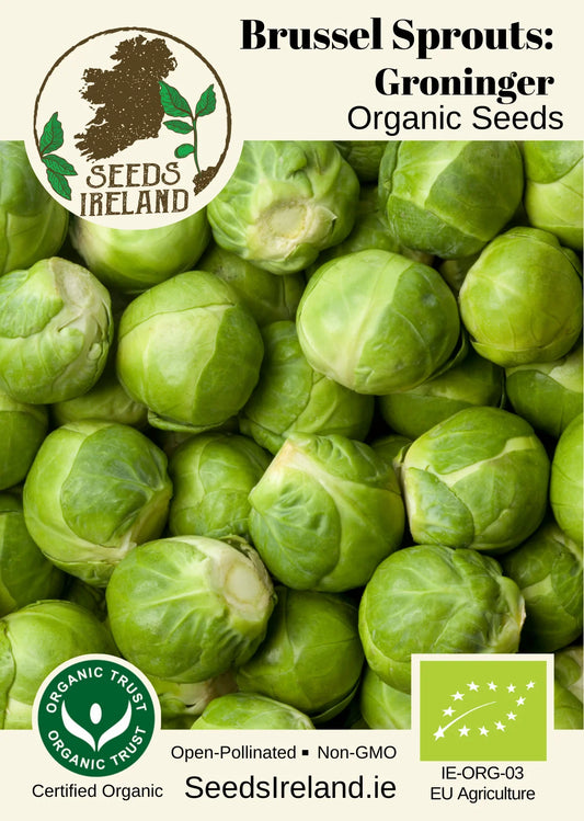 Brussels Sprouts: Groninger Organic Seed