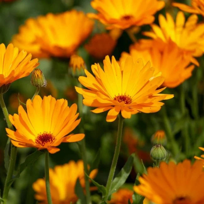 pot marigold plant Calendula Officinalis | Pot Marigold