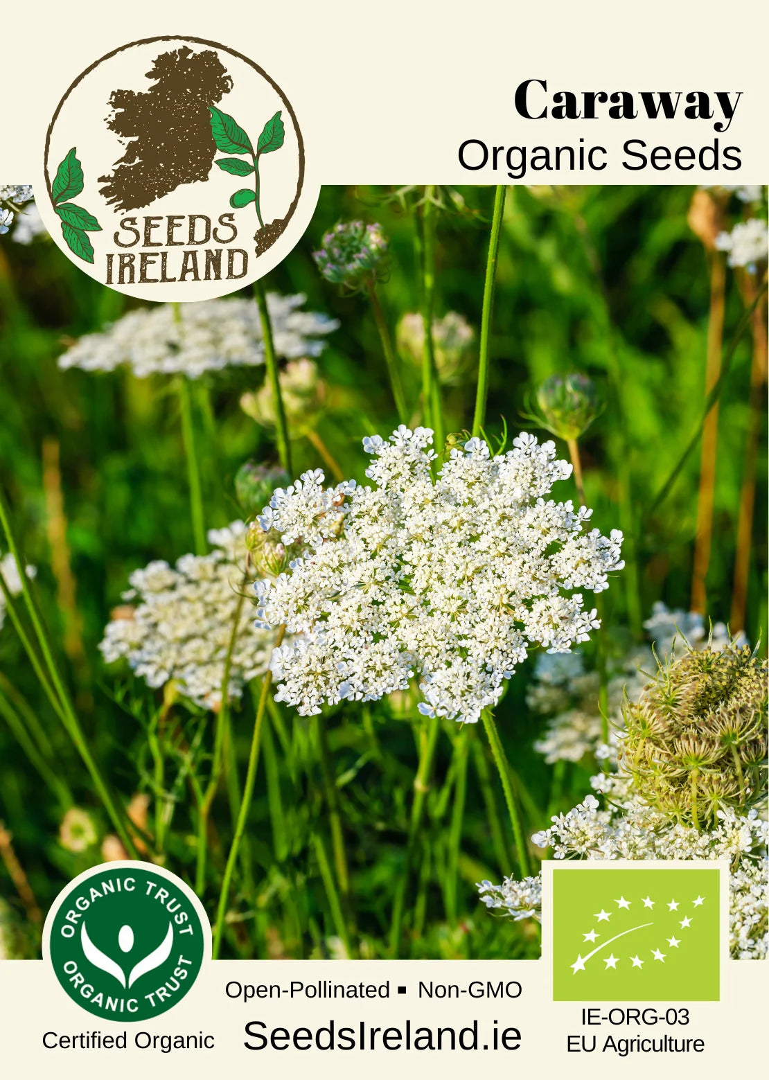 Caraway Organic Seed