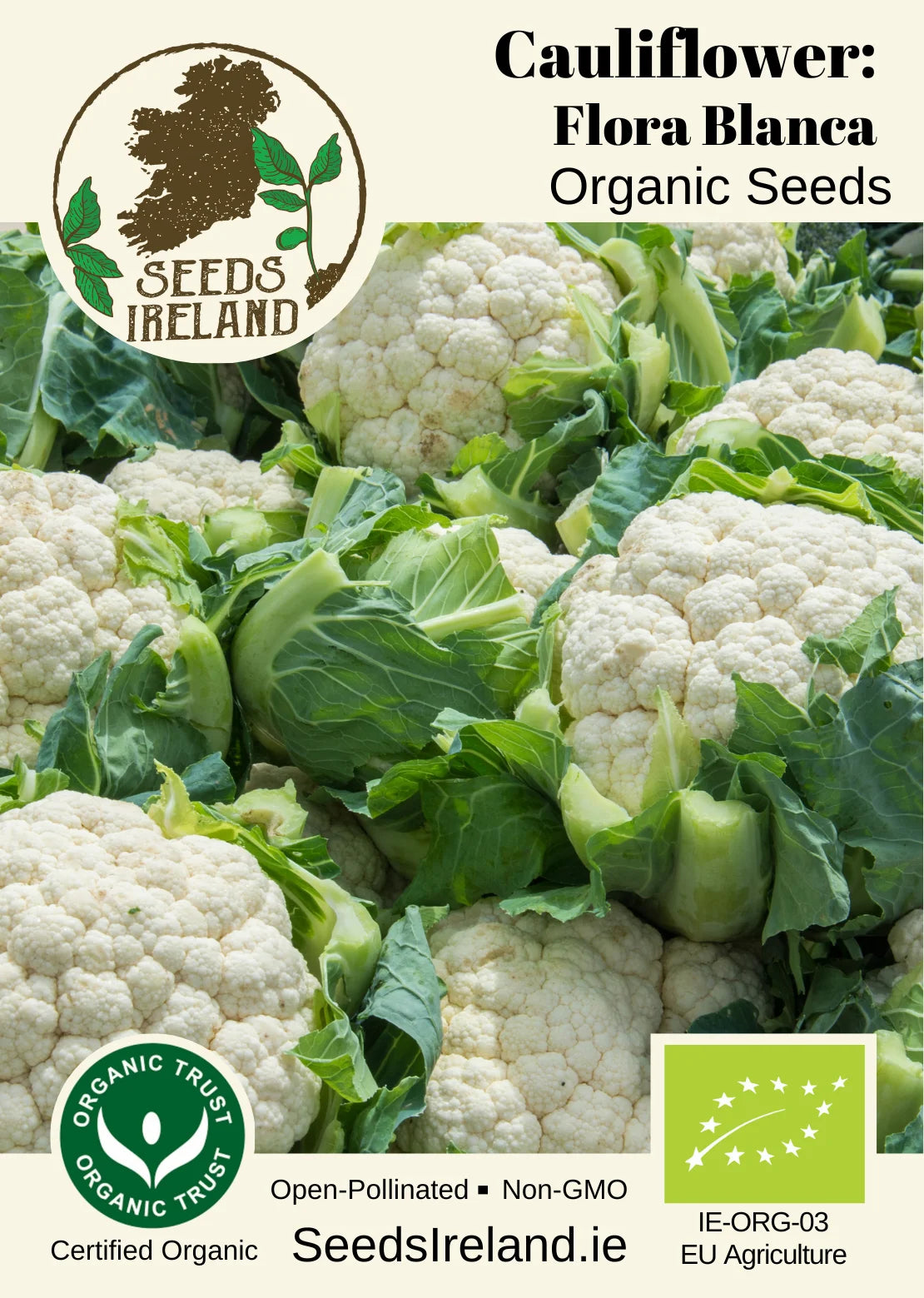 Cauliflower: Flora Blanca Organic Seed