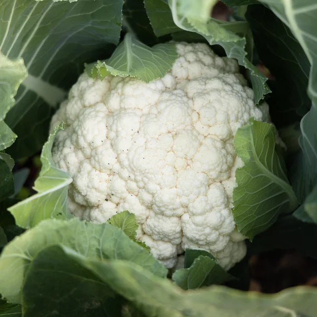 Cauliflower Igloo