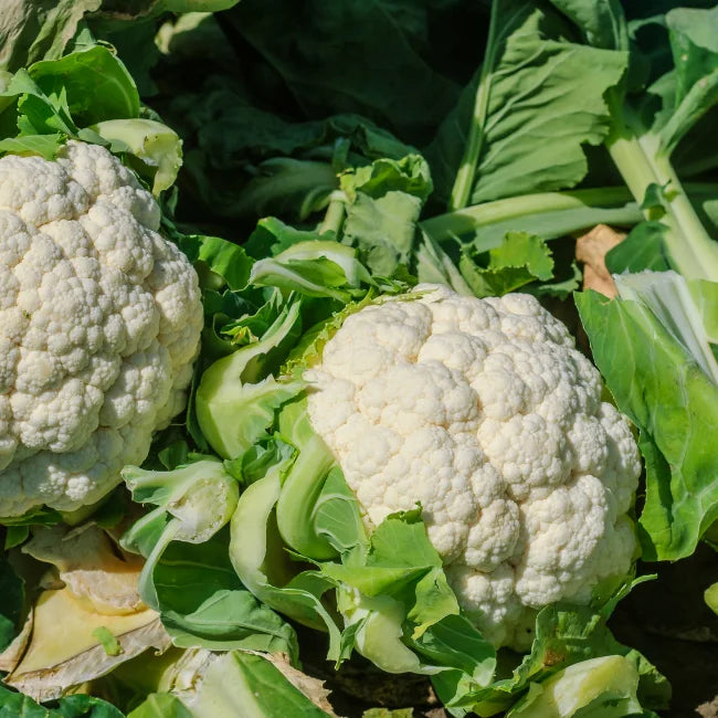 Cauliflower Snowball