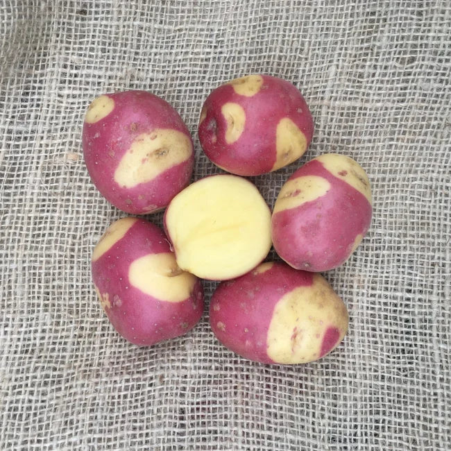 Seed Potatoes: Celebration - Autumn Planting For Christmas Harvest