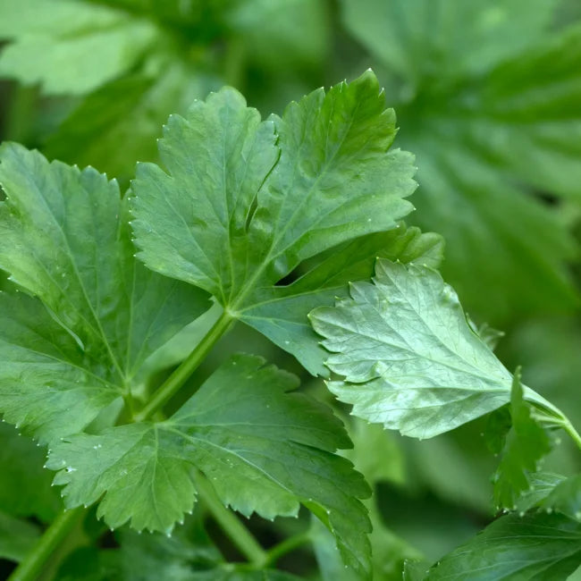 Organic Leaf Celery Seeds Ireland Herb & Vegetable Garden Seed