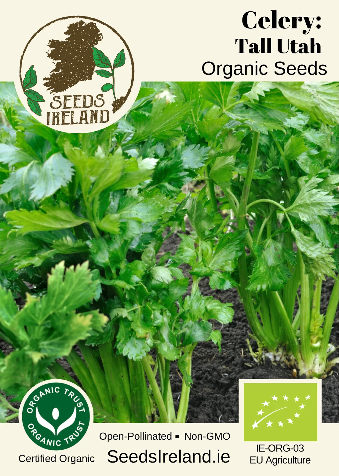 Celery: Tall Utah Organic Seed