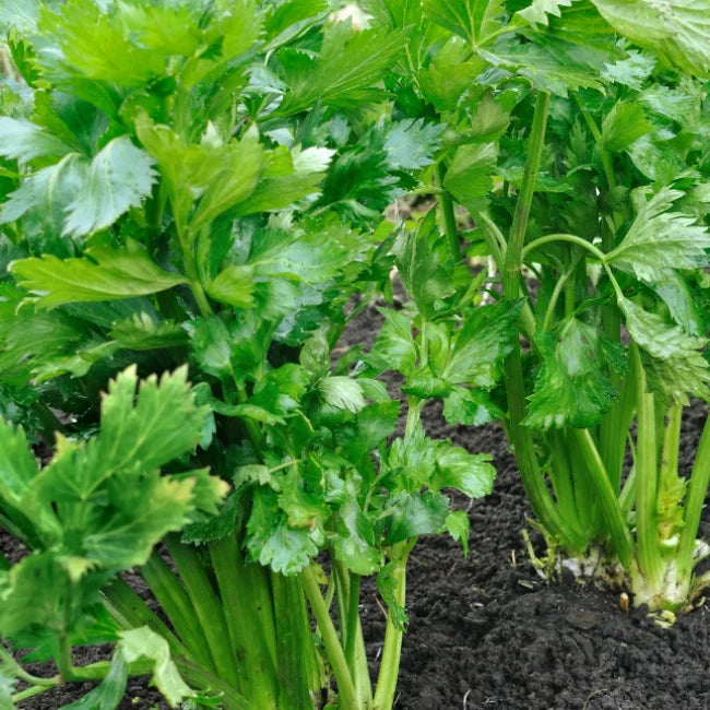 Celery Tall Utah