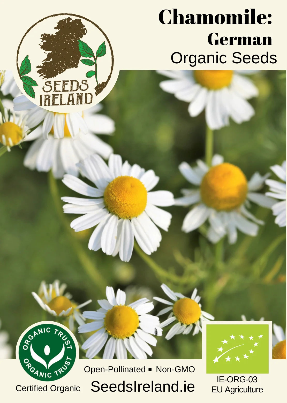 Chamomile: German Organic Seed