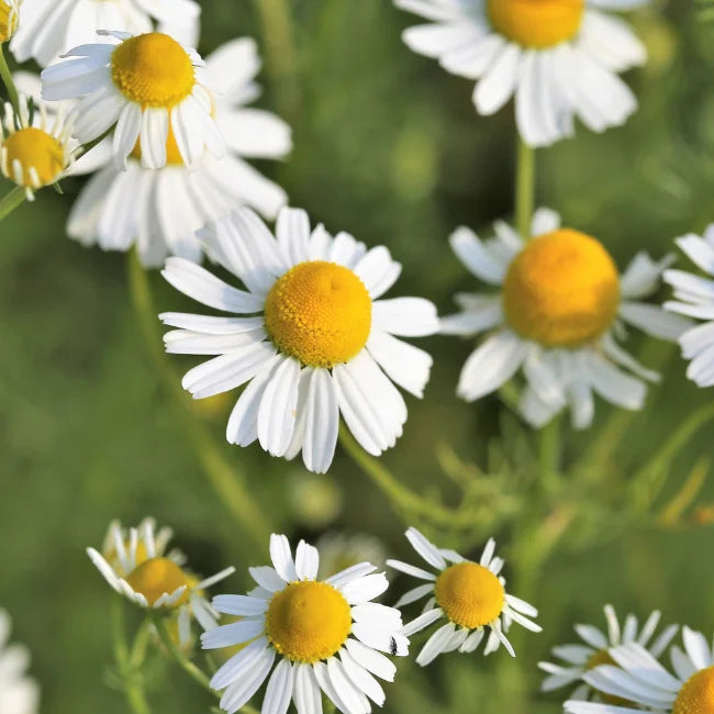 Chamomile German