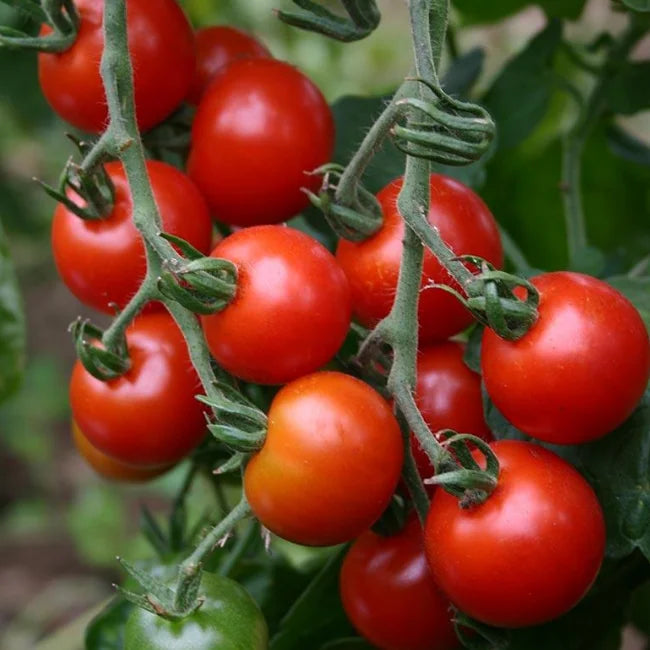 Cherry Tomato Sugar Grape