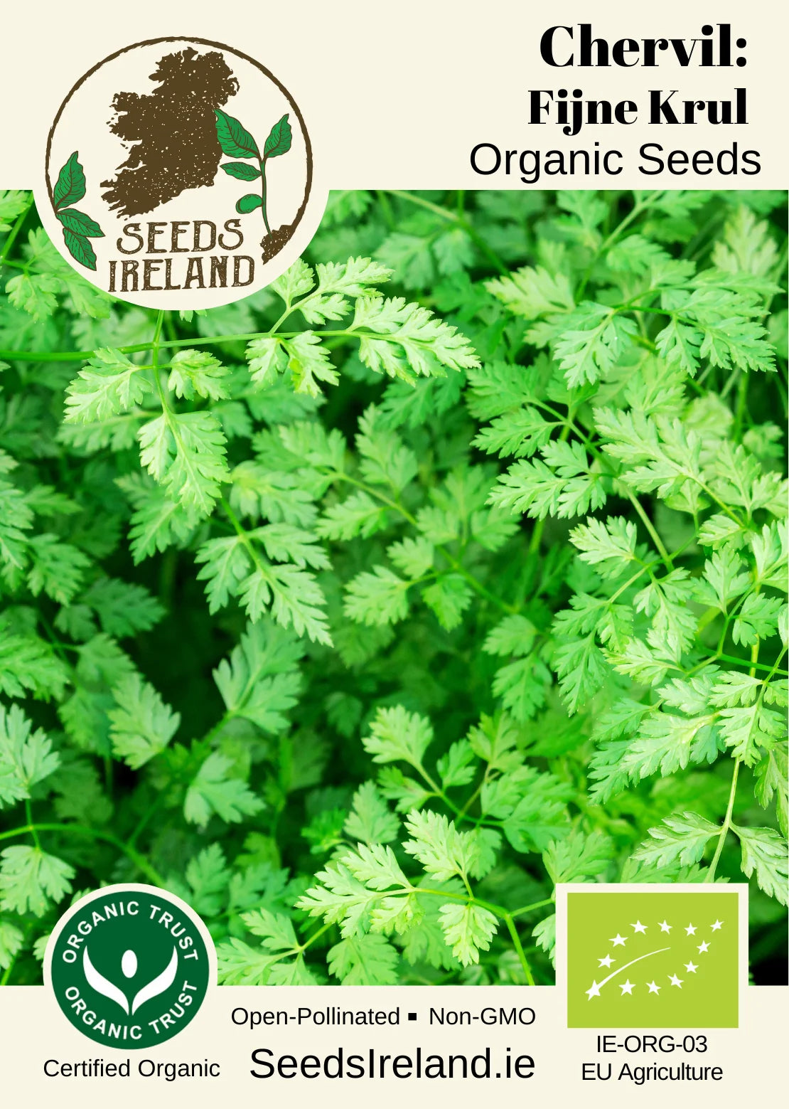 Chervil: Fijne Krul Organic Seed