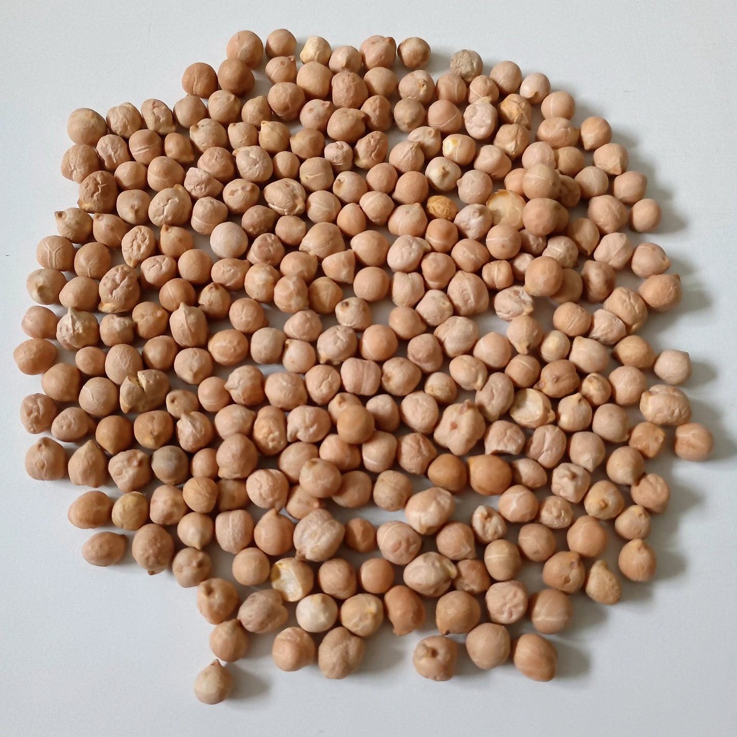 Organic Sprouting Seed: Chickpea