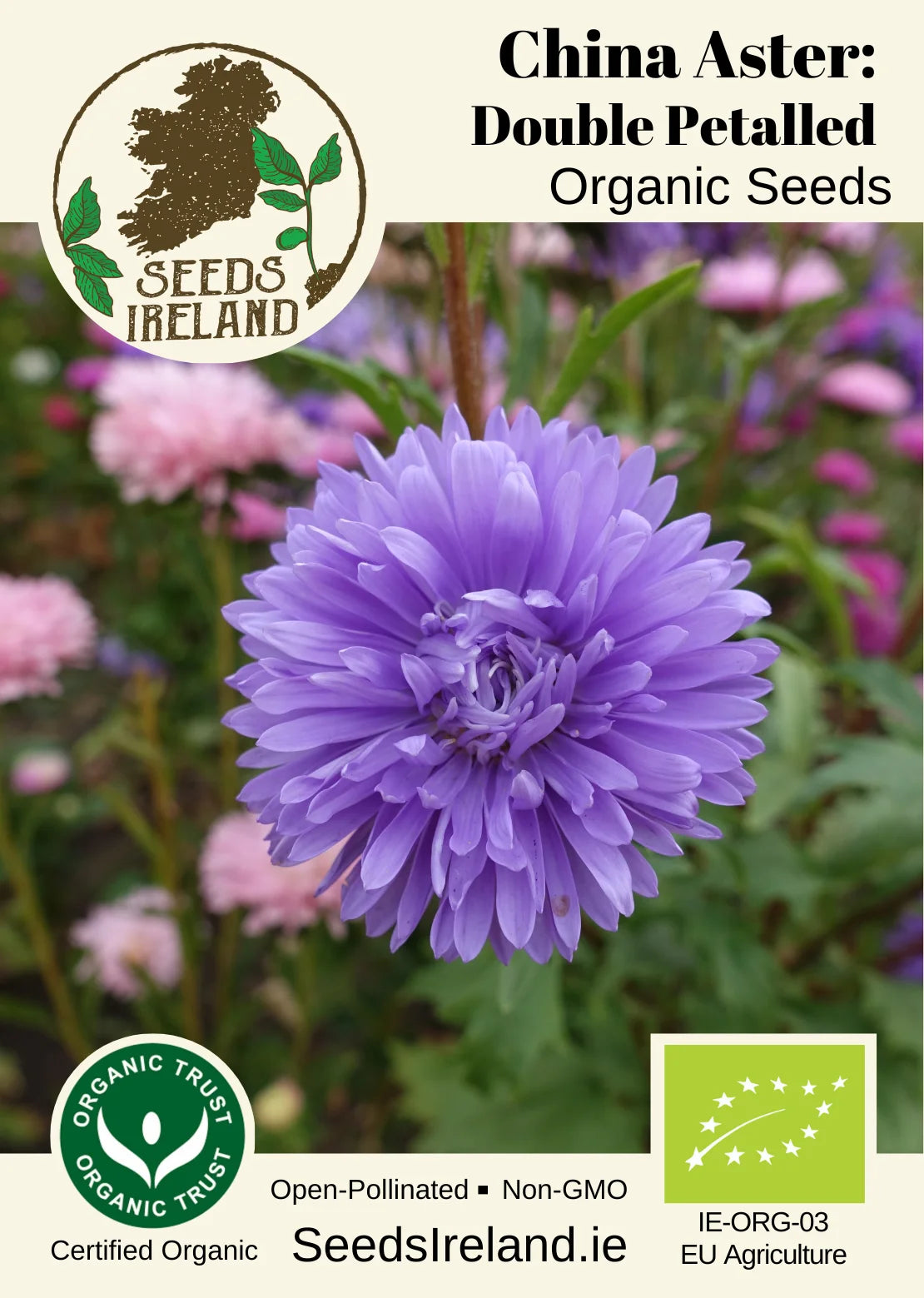 China Aster: Double Petalled Organic Seed