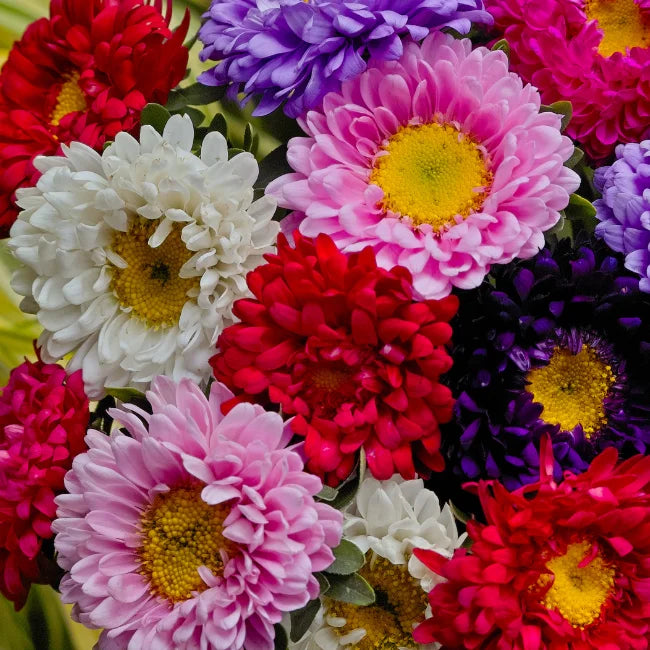 China Aster Matsumoto Mix