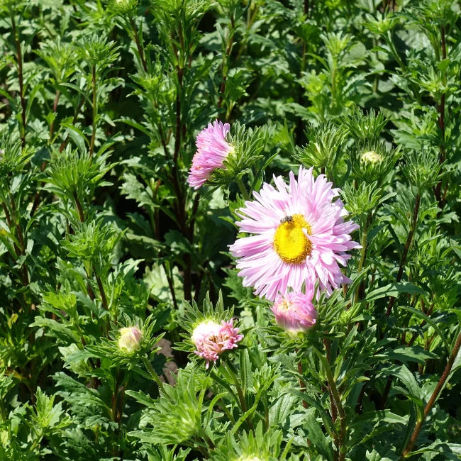 China Aster Single Petalled
