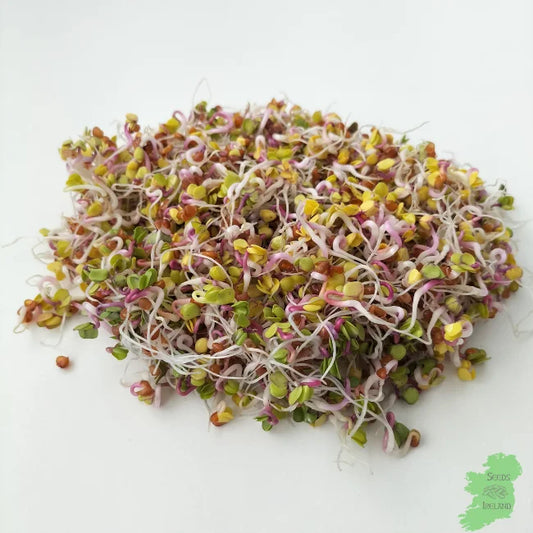 China Rose Radish Sprouts