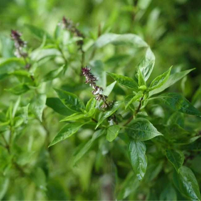 Organic Cinnamon Basil Seeds Ireland Cinnamon Basil Herb Garden Seed