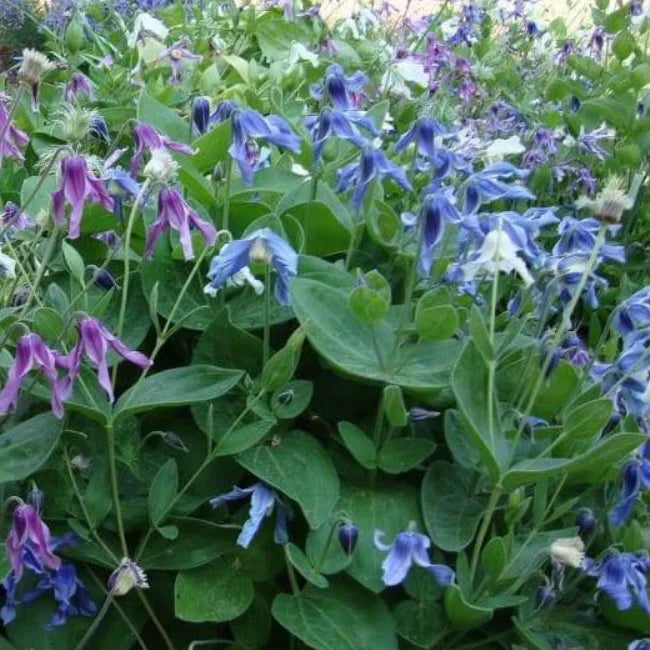 Clematis Samen Irland
