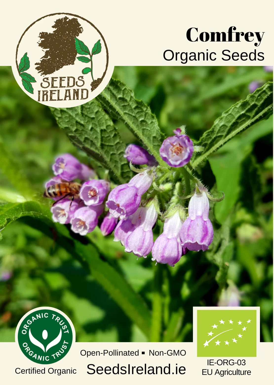 Comfrey Organic Seed