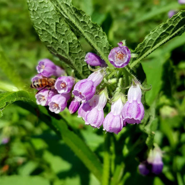 Comfrey