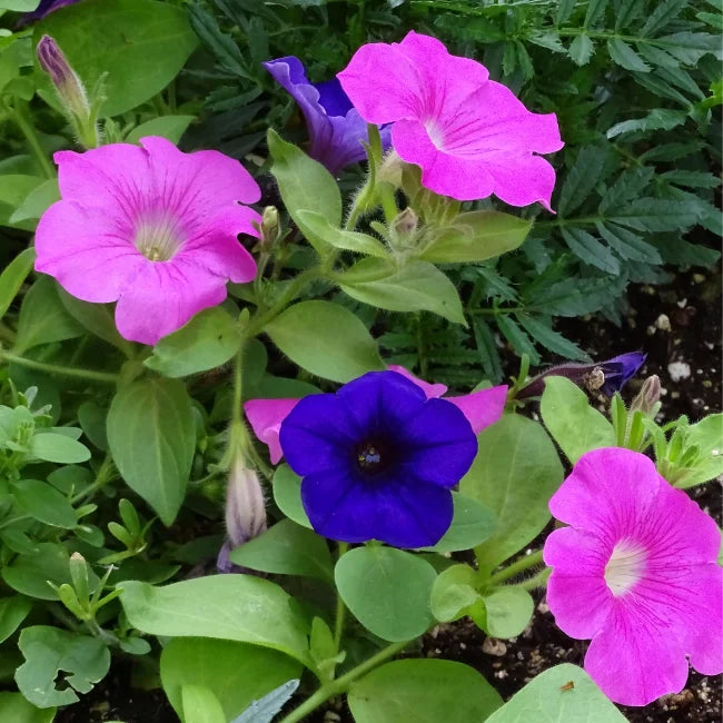Common Morning Glory