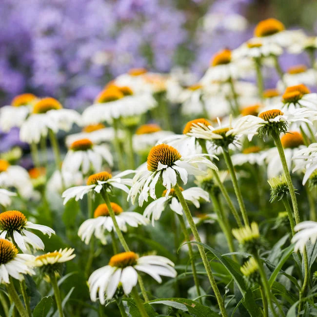 echinacea purpurea white swan seeds White Swan Echinacea Seeds Ireland