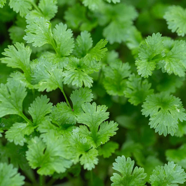 Coriander