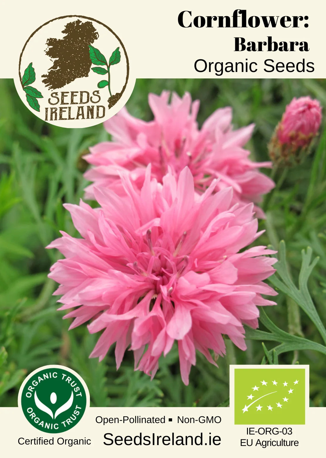 Cornflower: Barbara Organic Seed