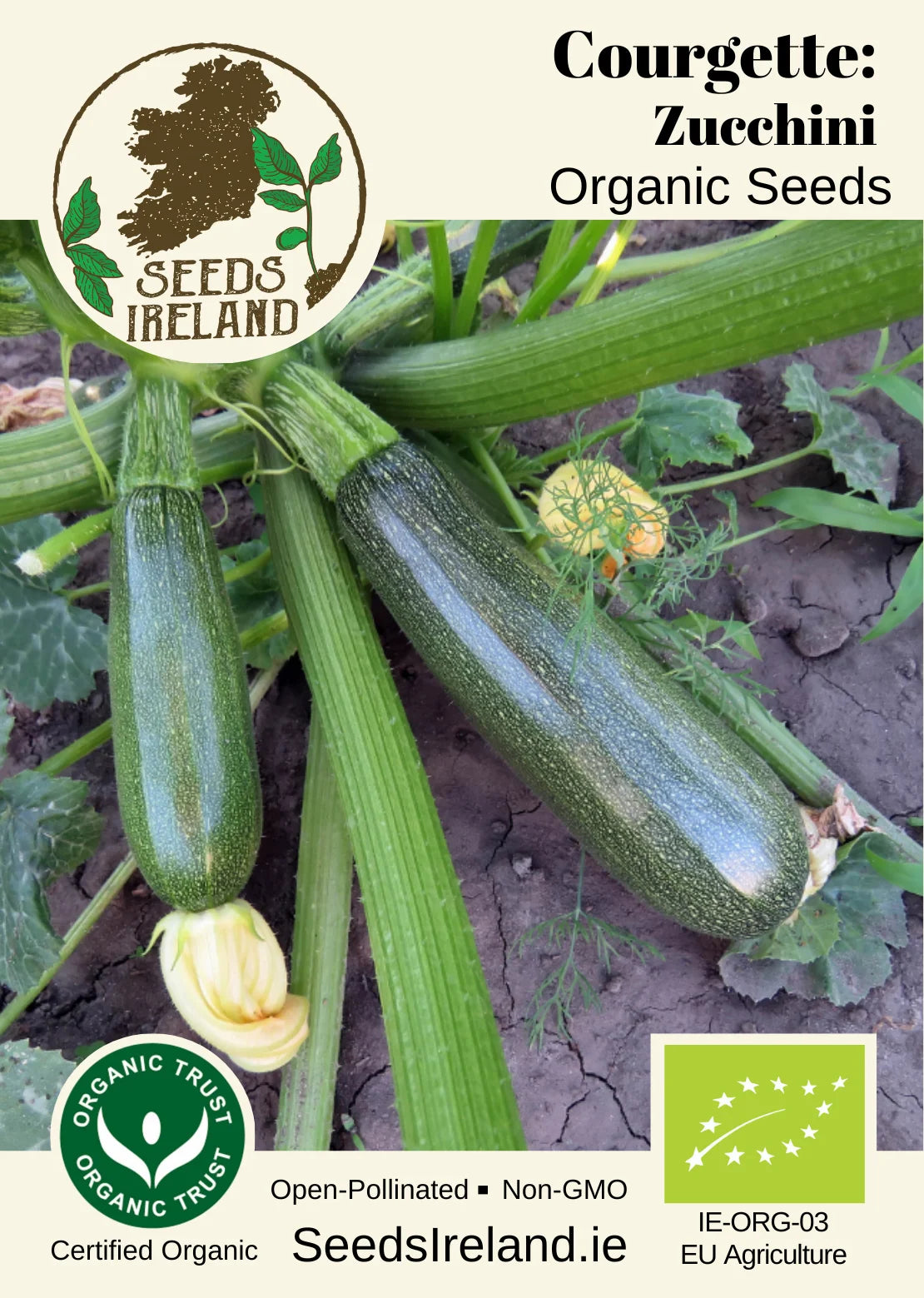 Courgette: Zucchini Organic Seed