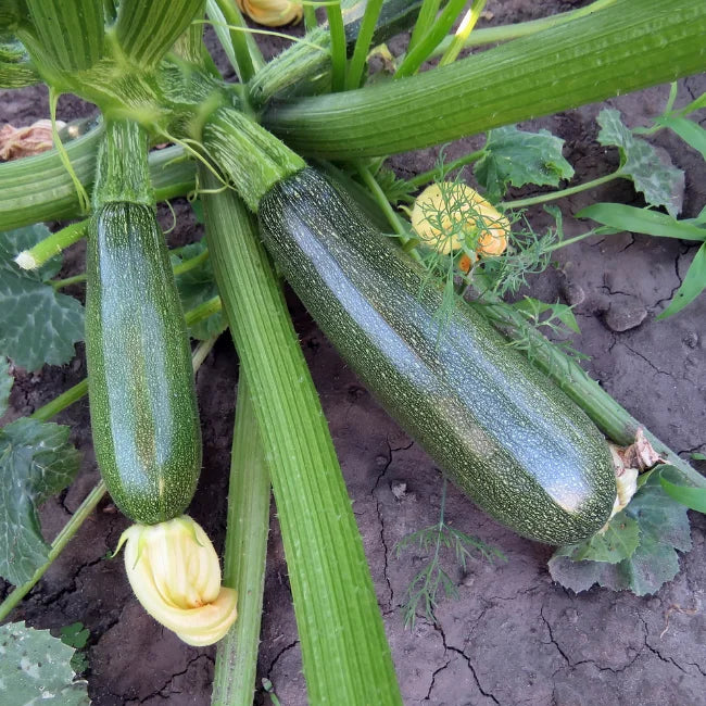 Courgette Zucchini
