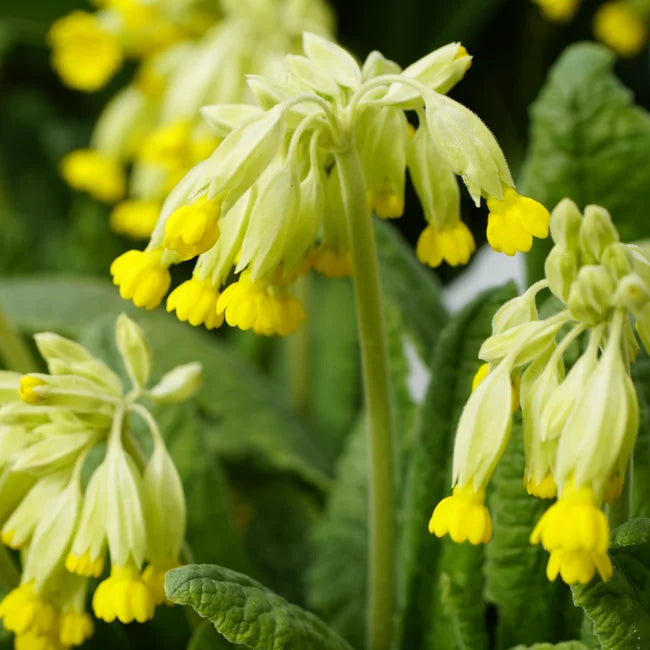 planting cowslip seeds Organic Cowslip Primrose Seeds Ireland