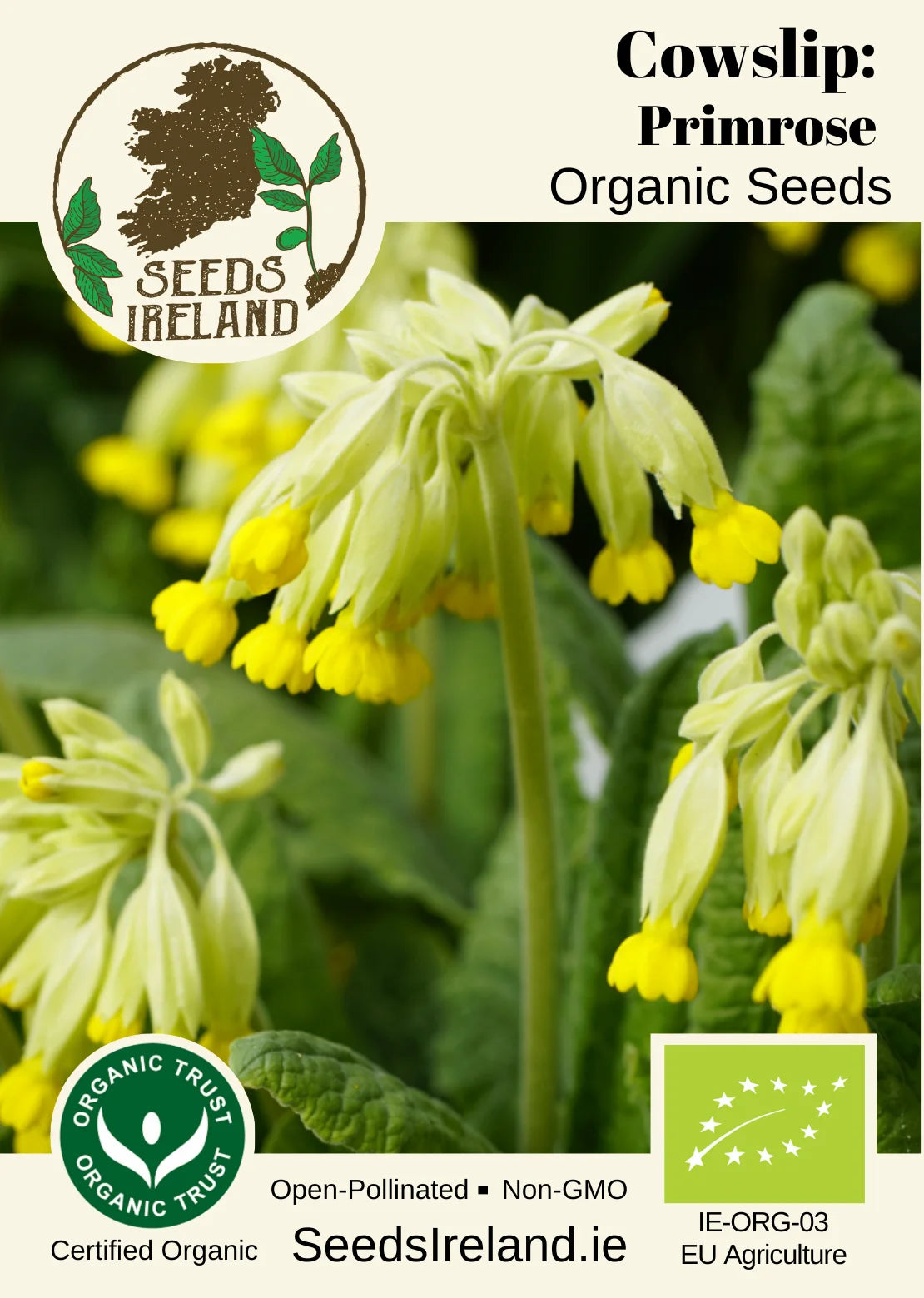 Cowslip Primrose Organic Seed