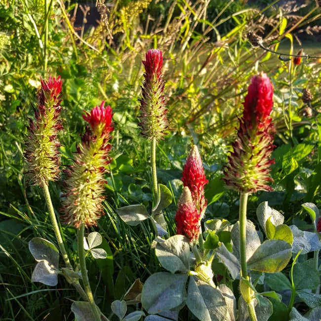 Crimson Clover