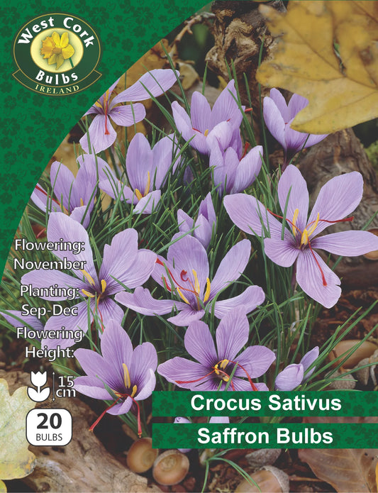 Crocus Bulbs: Sativus (Saffron)