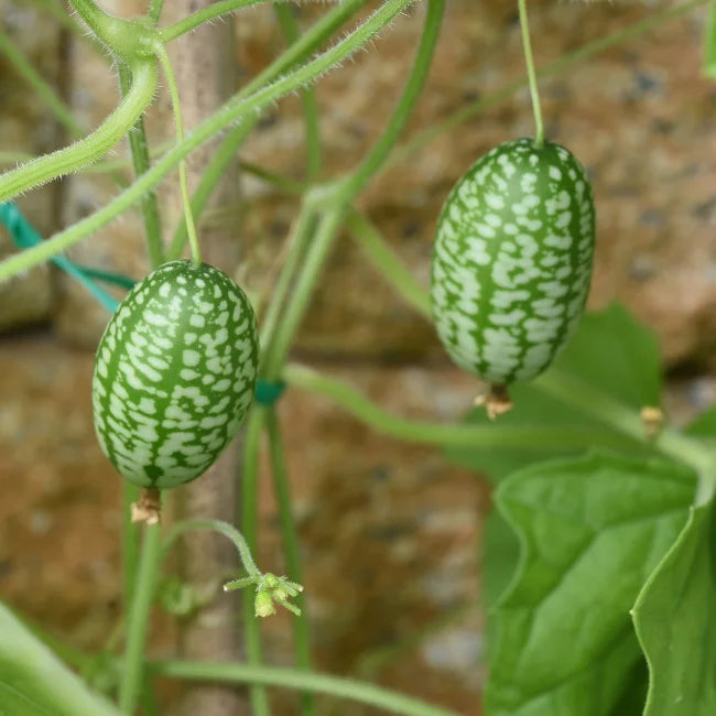 Cucamelon Seeds