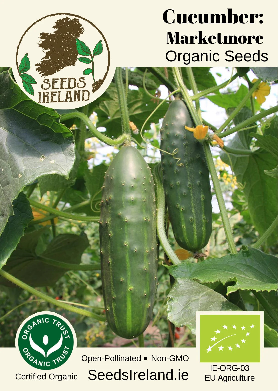Cucumber: Marketmore Organic Seed