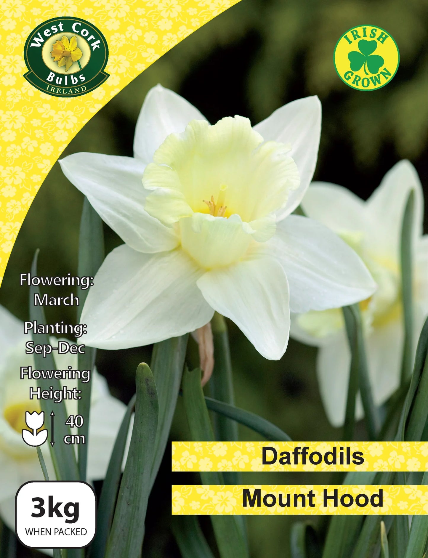 Daffodil Bulbs: Mount Hood White