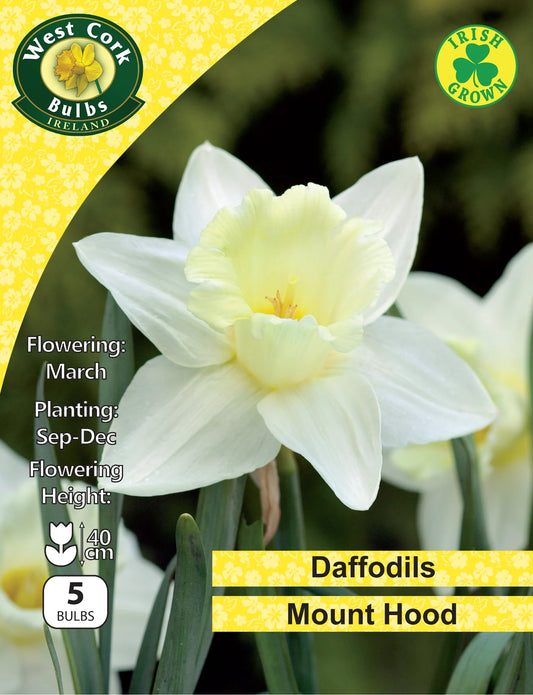 Daffodil Bulbs: Mount Hood White