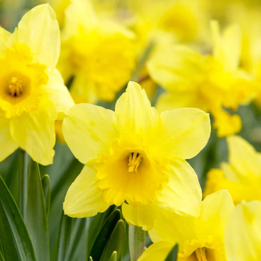 Daffodil Bulbs: California