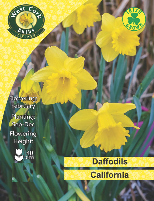 Daffodil Bulbs: California