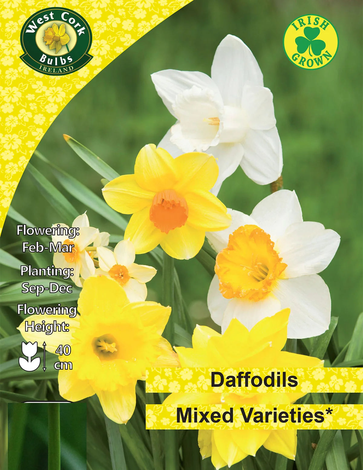 Mixed Daffodil Flower Bulbs Ireland Small Packs Or Bulk Available