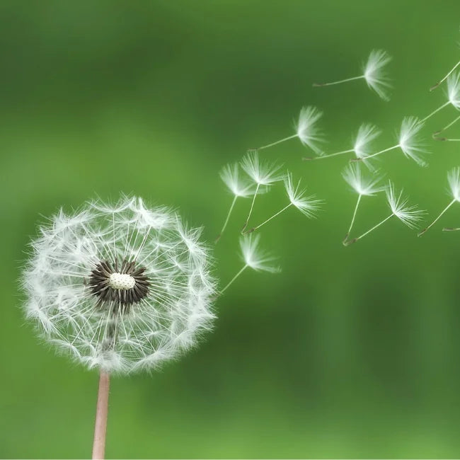 Dandelion