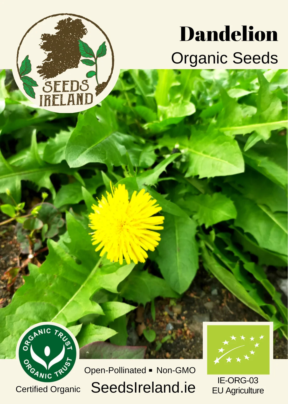 Dandelion Organic Seed