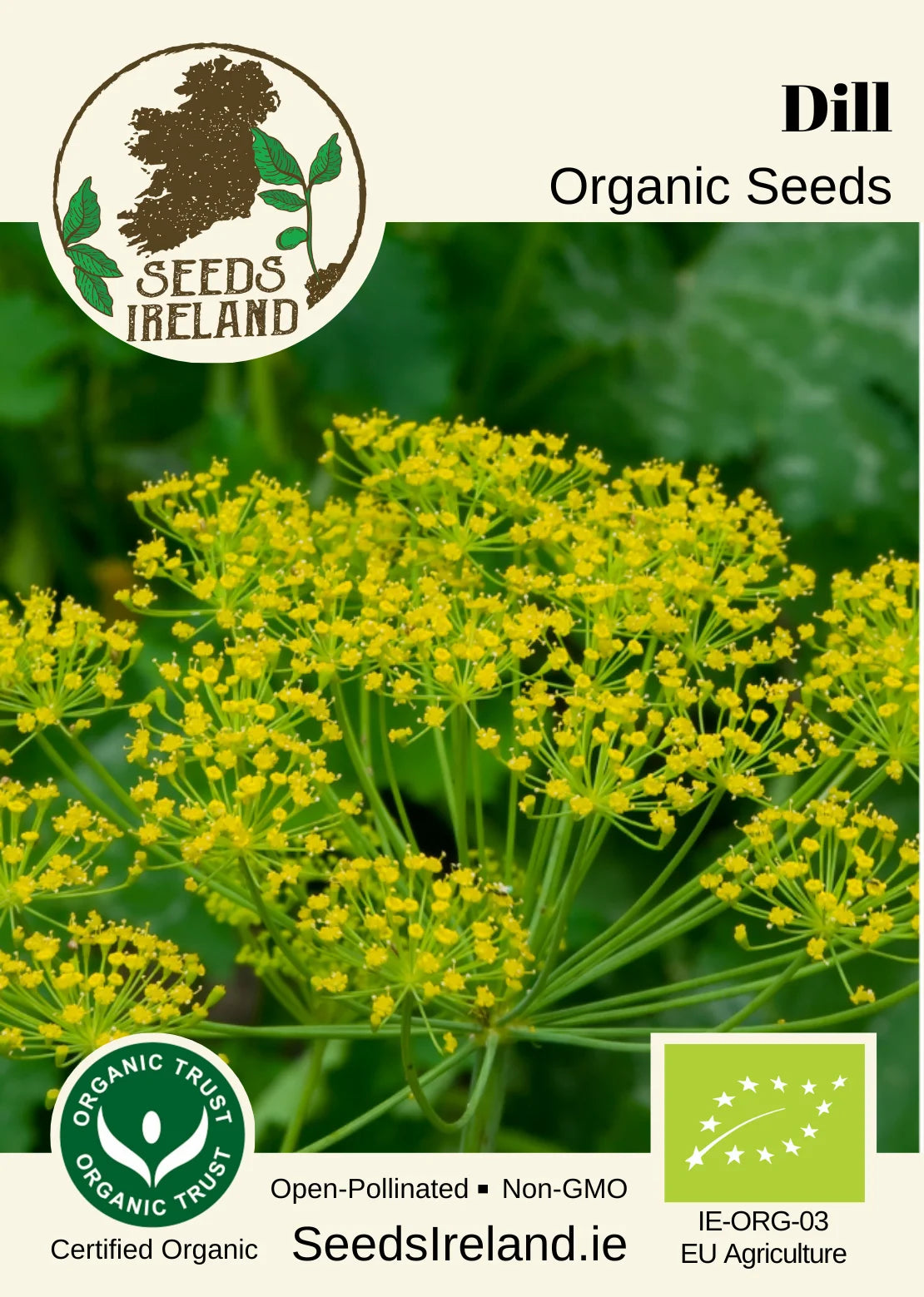 Dill Organic Seed