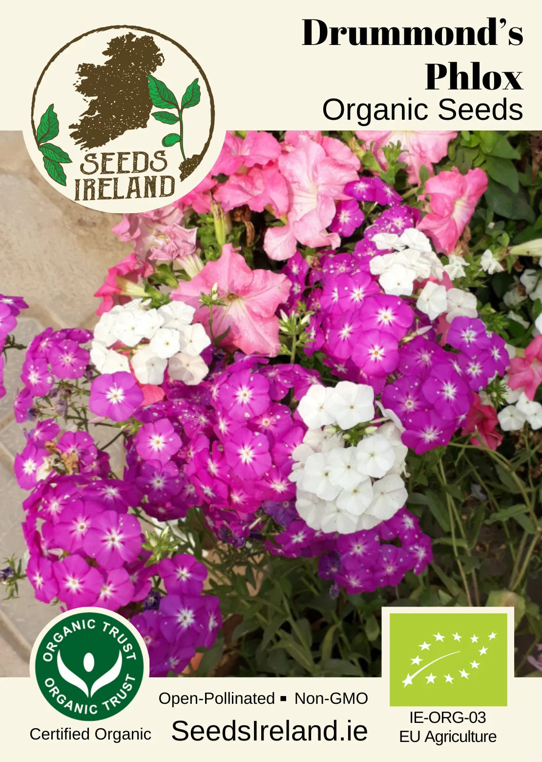 Drummond's Phlox Organic Seed