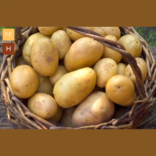 Duke Of York Seed Potatoes