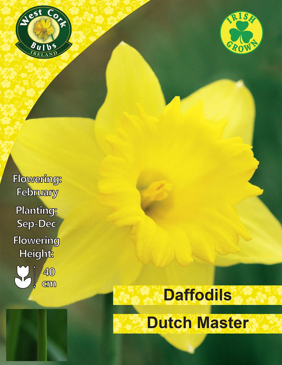 Dutch Master Daffodil Bulbs Ireland Small Packs Or Bulk Available
