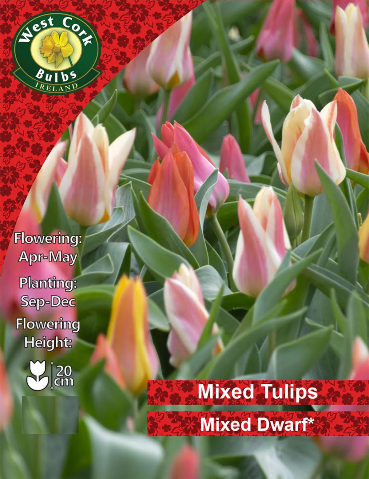 Dwarf Mixed Variety Tulip Bulbs Ireland Small Or Bulk Packs Seeds