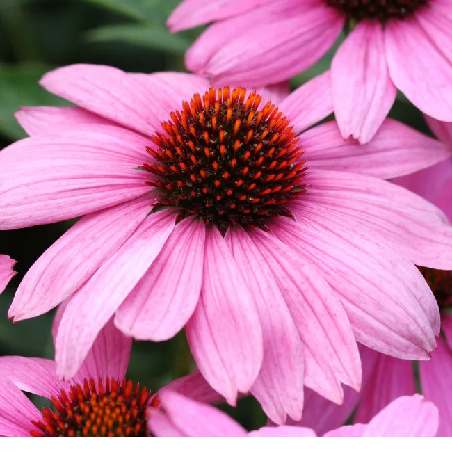 Echinacea Purple Coneflowers