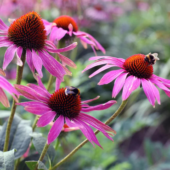 Echinacea Purple Coneflowers