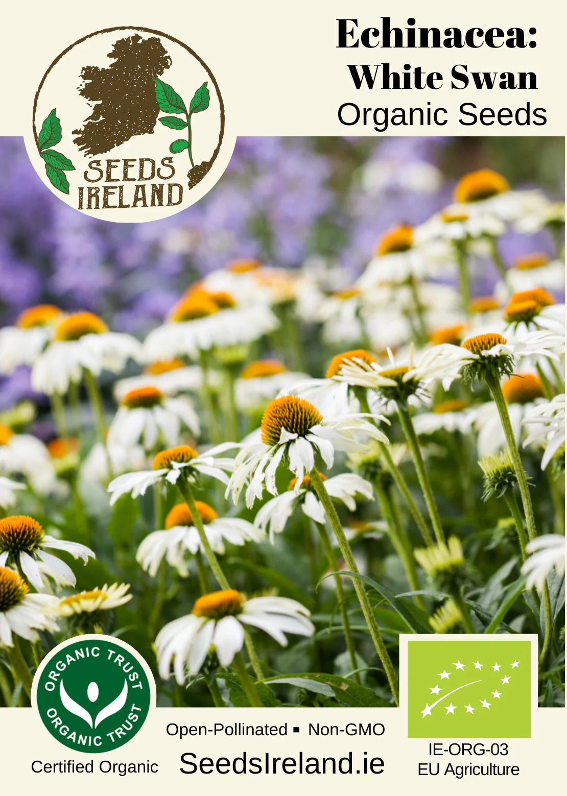 Echinacea: White Swan Organic Seed
